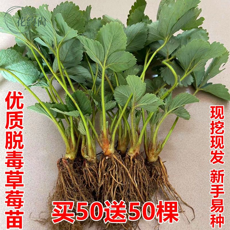 四季奶油草莓苗盆栽地栽室内外庭院阳台南北方种植当年结果草莓秧,鲜花速递/花卉仿真/绿植园艺,造型盆景,淘宝优惠券,粉丝福利购,淘宝优惠卷