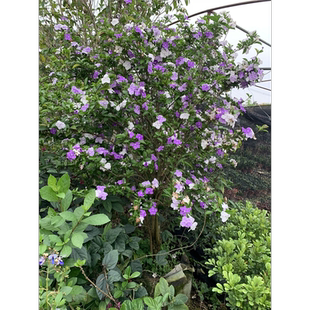 双色茉莉花苗  香味 鸳鸯花苗浓香花 虎头茉莉花盆栽老桩