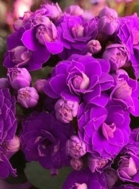 【带花苞发货】长寿花 长寿花盆栽 四季开花桌摆盆栽花卉绿植