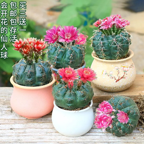 绯花玉仙人球不带类多肉植物