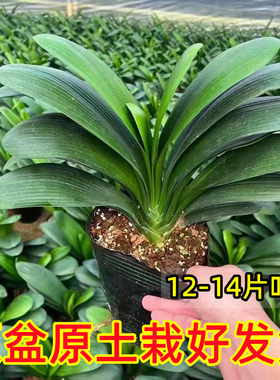 君子兰盆栽带花苞高端精品特