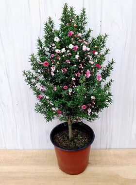 松红梅带花苞三色澳洲雪室