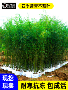 竹子苗庭院四季常青紫竹青竹罗汉竹北方室外耐寒围墙竹子树苗盆栽