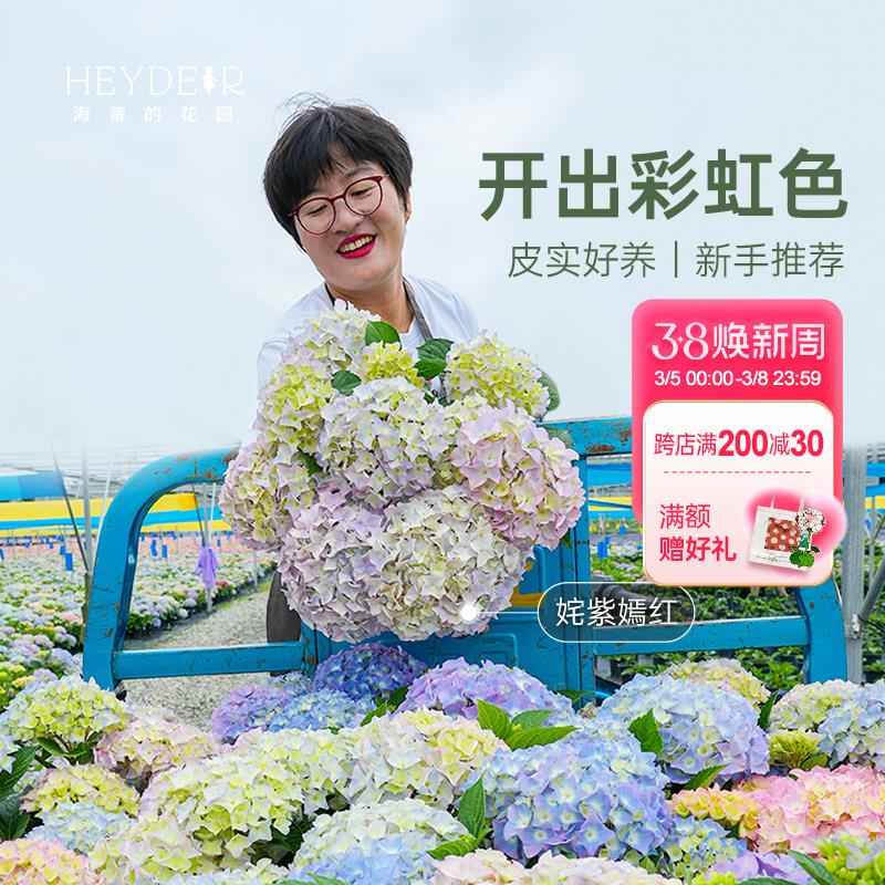 海蒂的花园大花绣球大苗魔幻革命逃跑新娘阳台庭院绣球花苗盆栽