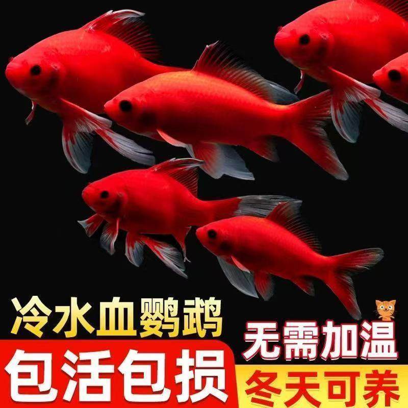 冬季耐寒观赏鱼冷水鹦鹉好养活鱼招财黑眼葡萄淡水鱼自来水可养,宠物/宠物食品及用品,鱼,淘宝优惠券,粉丝福利购,淘宝优惠卷