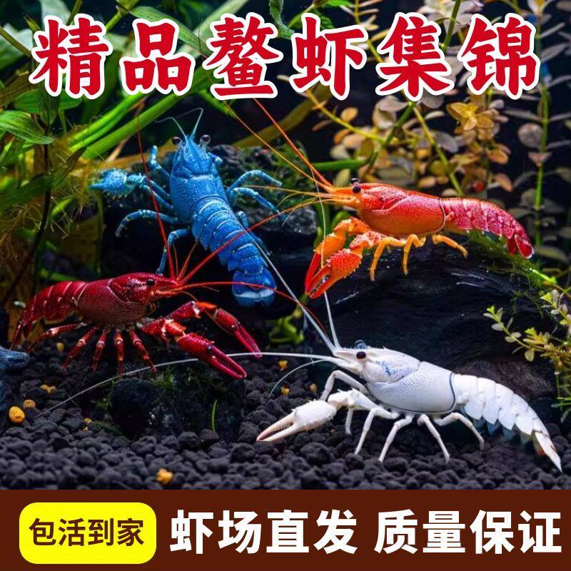 鳌虾淡水冷水虾耐活观赏虾活体宠物红白蓝小龙虾火山原生天空蓝魔