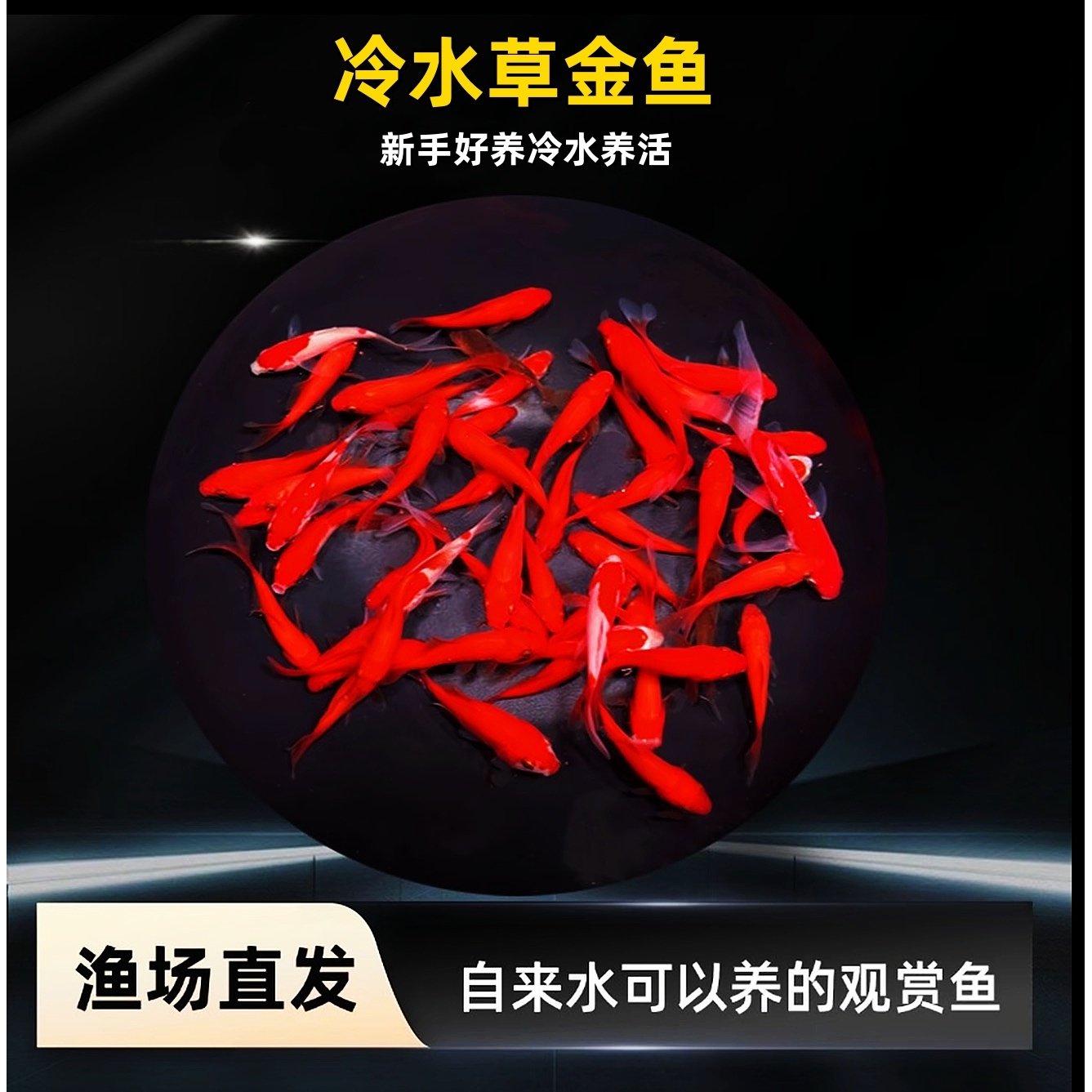 养不死金鱼招财观赏鱼鱼苗淡水鱼活鱼鲤鱼好养耐活冷水草金鱼直播,宠物/宠物食品及用品,鱼,淘宝优惠券,粉丝福利购,淘宝优惠卷