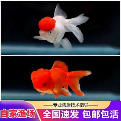 鸿运当头+红狮金鱼招财活鱼好养冷水观赏鱼红狮子头淡水耐活龙睛
