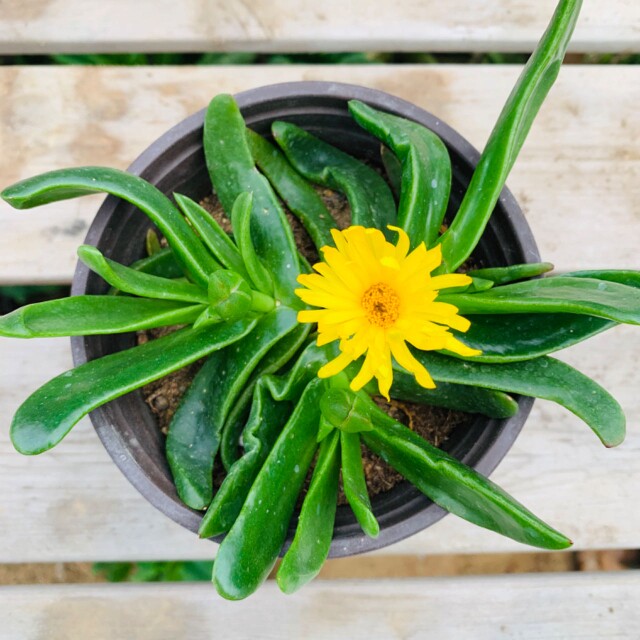 佛手托金多肉开花盆栽植物办公室阳台绿植花卉组合盆带盆好养活