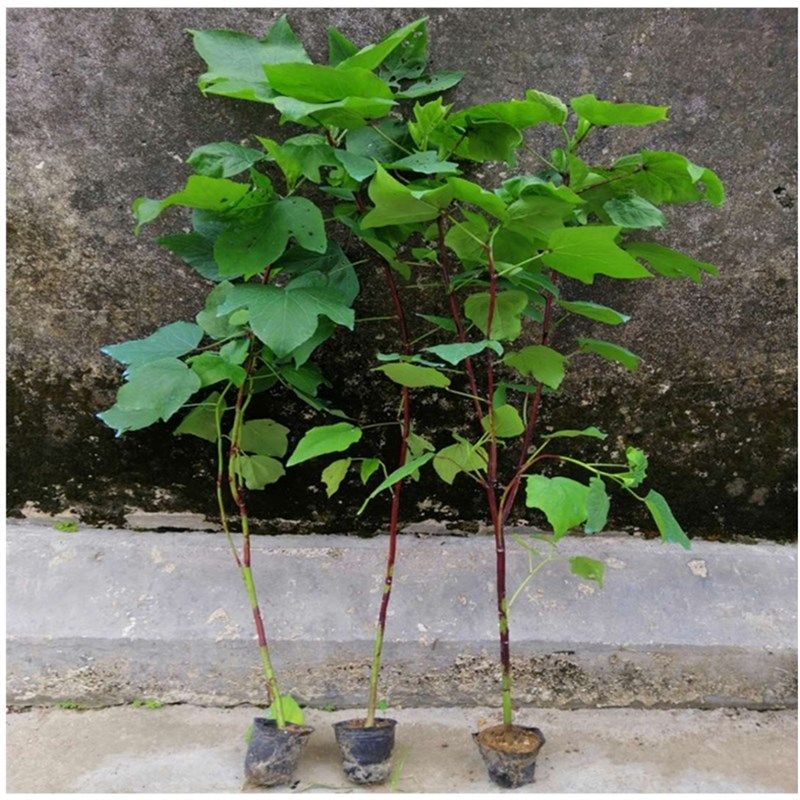 红桃k花苗,玫瑰茄苗,洛神花z苗花可泡茶饮用,带育苗袋泥土发货