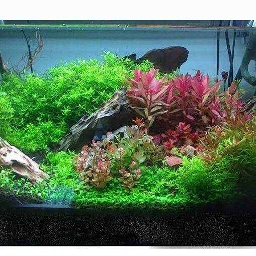 水草泥鱼缸鱼缸套餐净水版水草泥松皮石松皮石水草泥新手造景