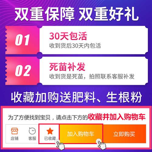 大红酸枝树苗名贵红木苗老挝交趾黄檀正宗酸枝木苗带土带叶地栽