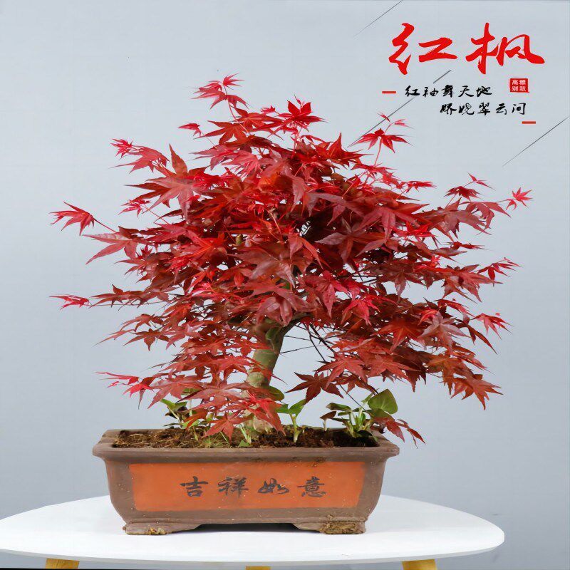 矮化红枫盆栽枫树盆景p室内室外客厅嫁接矮桩观叶绿植带叶庭院阳