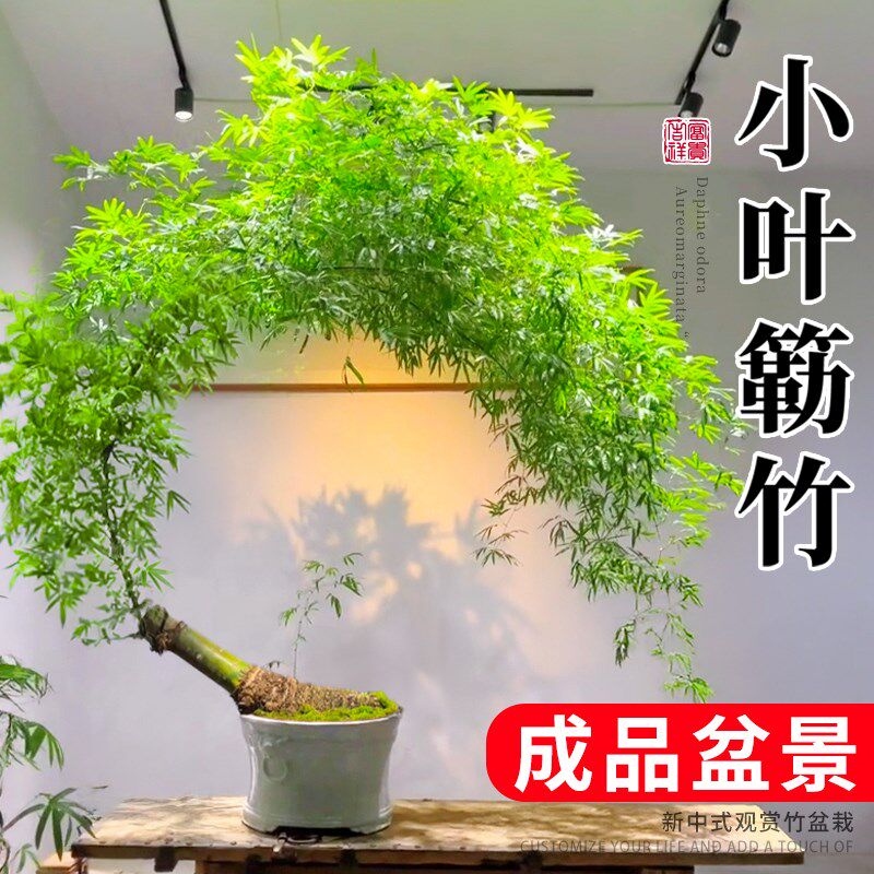 小叶簕竹成品盆景室内竹子盆栽老桩茶室桌禅意绿植办公室桌面植物,鲜花速递/花卉仿真/绿植园艺,造型盆景,淘宝优惠券,粉丝福利购,淘宝优惠卷