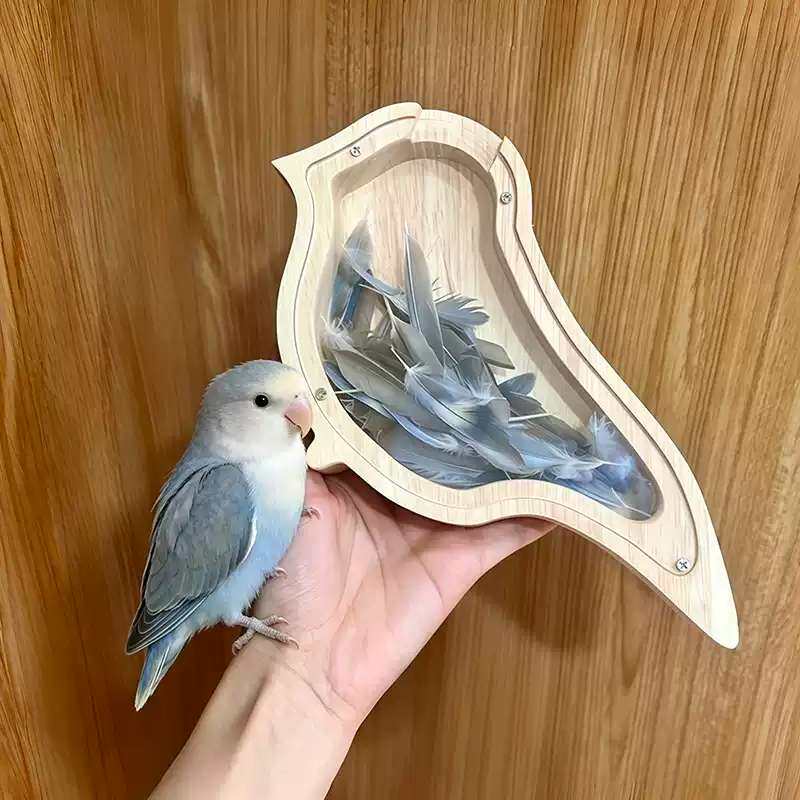小鸟羽毛存钱罐鹦鹉透明木质纪念