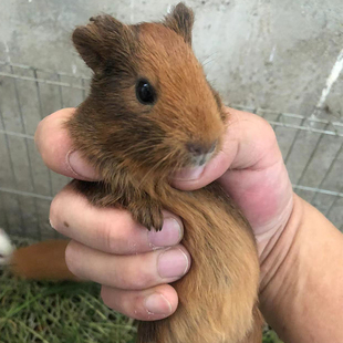荷兰猪活体天竺鼠活物河南猪宠物豚鼠豚鼠活物荷兰兔纯种已打疫苗