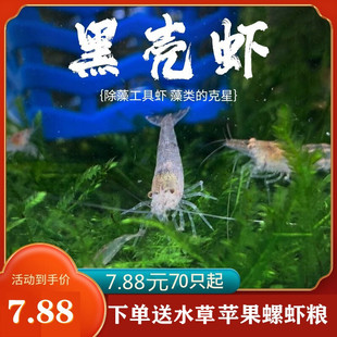 淡水虾清洁虾 黑壳虾活体草缸除藻虾观赏虾工具虾米宠物虾