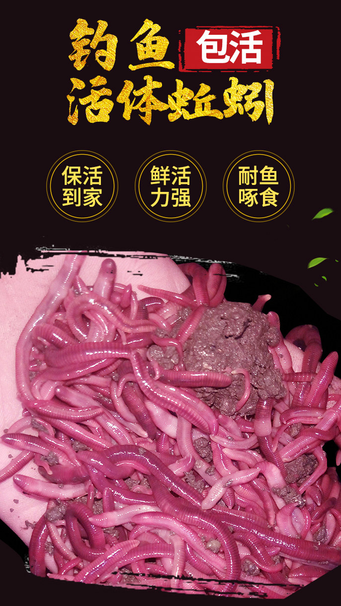 蚯蚓活饵种苗特大号钓鱼垂钓鲫鱼活饵/谷麦饵等饵料