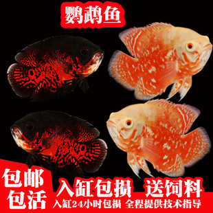 黑地图鱼红白地图猪仔鱼招财风水发财鱼中大型淡水热带观赏鱼活体