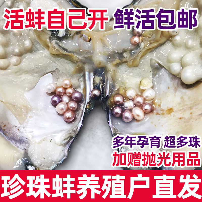 天然淡水珍珠蚌壳活体河蚌多珠爱