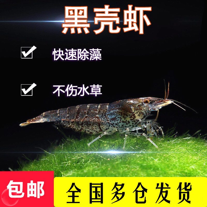 黑壳虾除藻观赏虾清洁草虾淡水活体龟饲料虾鲜活观赏樱花虾极火虾