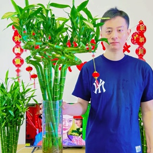 富贵竹转运竹弯竹龙竹水竹开运水养竹子带根水培植物花卉室内绿植