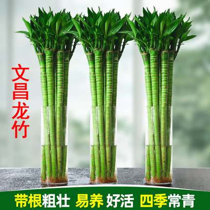 带根龙竹文昌竹转运竹发财竹富贵竹植物水养客厅室内盆栽水培绿植