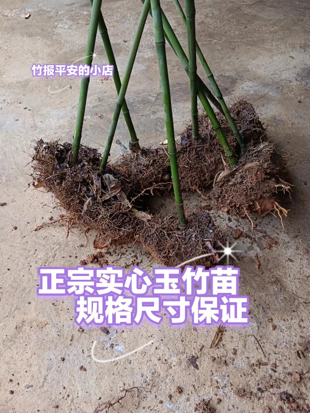 实心竹子苗