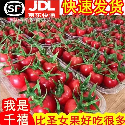 好吃+山东千禧果小番茄新鲜水果