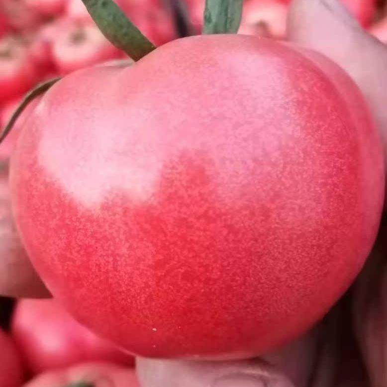 粉色番茄超甜自然熟西红柿5斤农家直销粉茄新鲜沙瓤蔬菜包邮,水产肉类/新鲜蔬果/熟食,番茄,淘宝优惠券,粉丝福利购,淘宝优惠卷