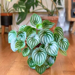 北欧风大小叶西瓜皮椒草花卉绿植盆栽桌面办公室耐阴好养情绪稳定