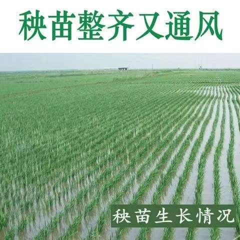 农用禾栽秧式抛秧苗水机械米稻插机新式耕种手摇秧机器种植插山地