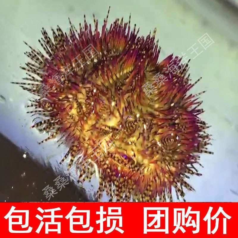 火焰海胆 食藻海胆 观赏类蓝礼服海胆 吃藻杂食 清理食物残渣