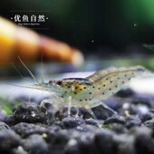 大和藻虾观赏虾星l点虾黑壳虾除丝藻绿藻原生鱼缸冷水清洁虾工具