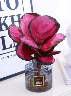 彩美丽竹芋幸运女神盆栽室内喜z阴好养植物桌面净化空气彩叶芋花