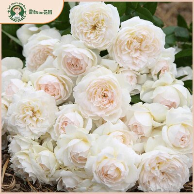 雷叔的花园波莱罗月季花苗带盆栽好大花丰花灌R木庭院露台多季开