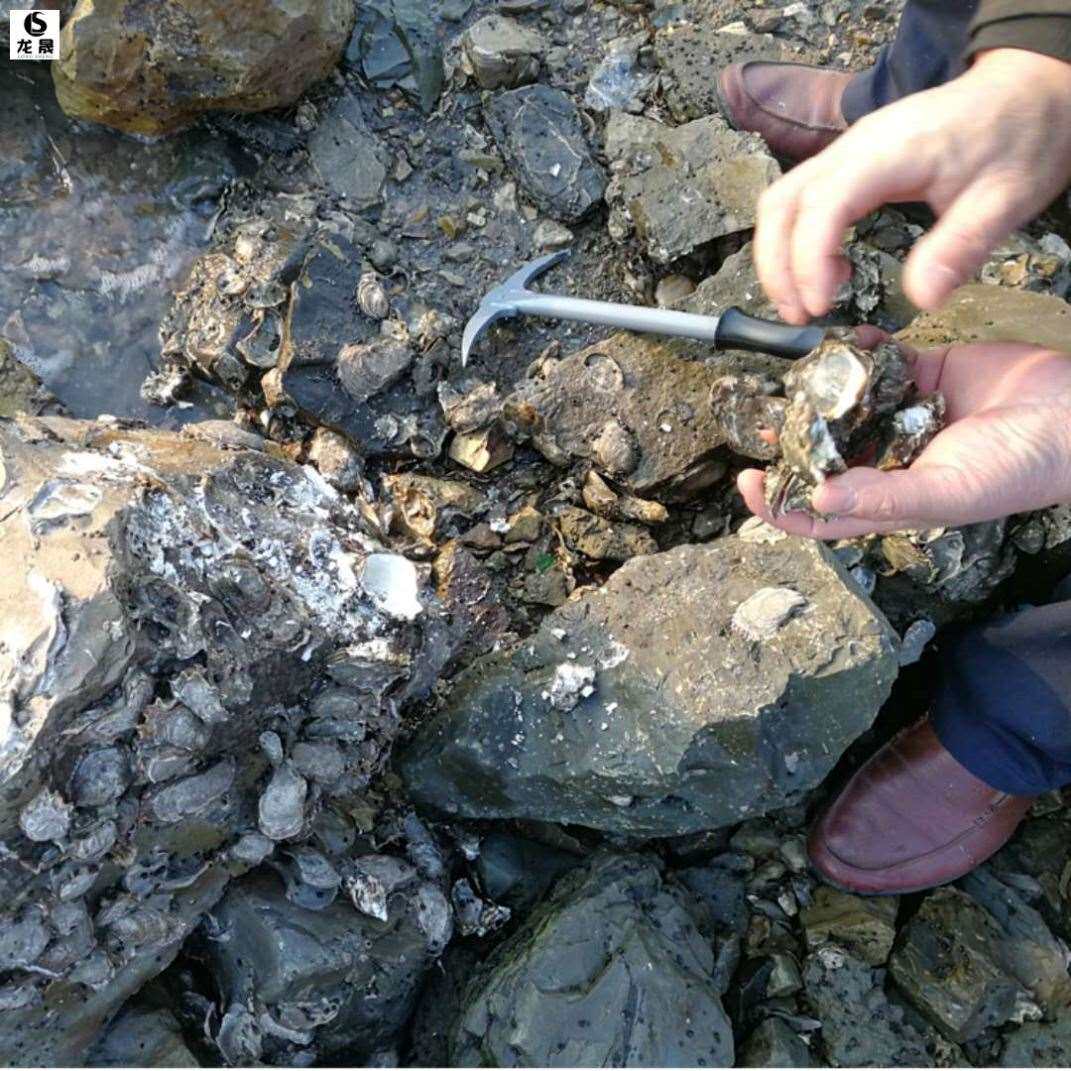 海边神器藤壶锤钩生蚝敲撬生蚝器钩子抠贝壳挖刨工具扇贝撬生蚝壳