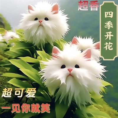 浓香猫脸兰花球根新品花卉绿植盆栽冬天花开耐寒耐热阳台兰花好养