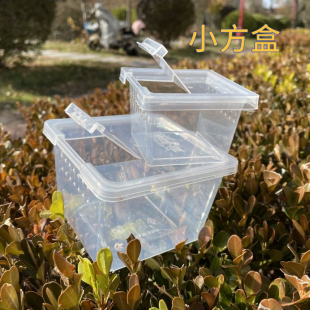 昆虫盒子树栖盒爬宠饲养箱蜘蛛小方盒螳螂饲养盒饲养盒爬虫养殖盒