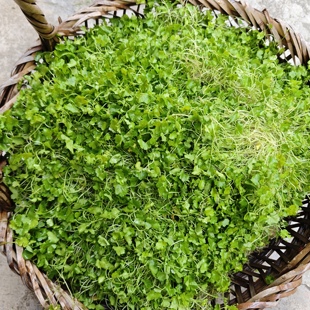 天胡荽新鲜现采潮汕铺地锦 农家天然钱占干 满天星破铜钱草中草药