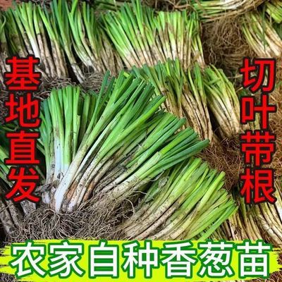 正宗广西香葱根苗四季小香葱盘栽