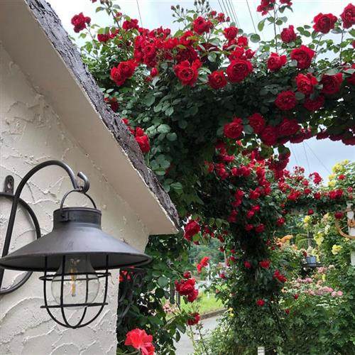 多季开花爬藤月季玫瑰大苗欧月龙沙宝石蔷薇大花庭院花卉盆栽阳台,鲜花速递/花卉仿真/绿植园艺,月季/蔷薇/玫瑰,淘宝优惠券,粉丝福利购,淘宝优惠卷