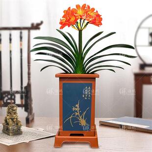 稀有品种黄花君子兰盆栽绿花垂笑高端精品带花苞花卉植物室内花苗