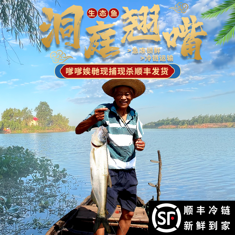 湖南湖区翘嘴鱼白丝鱼顺丰冷链