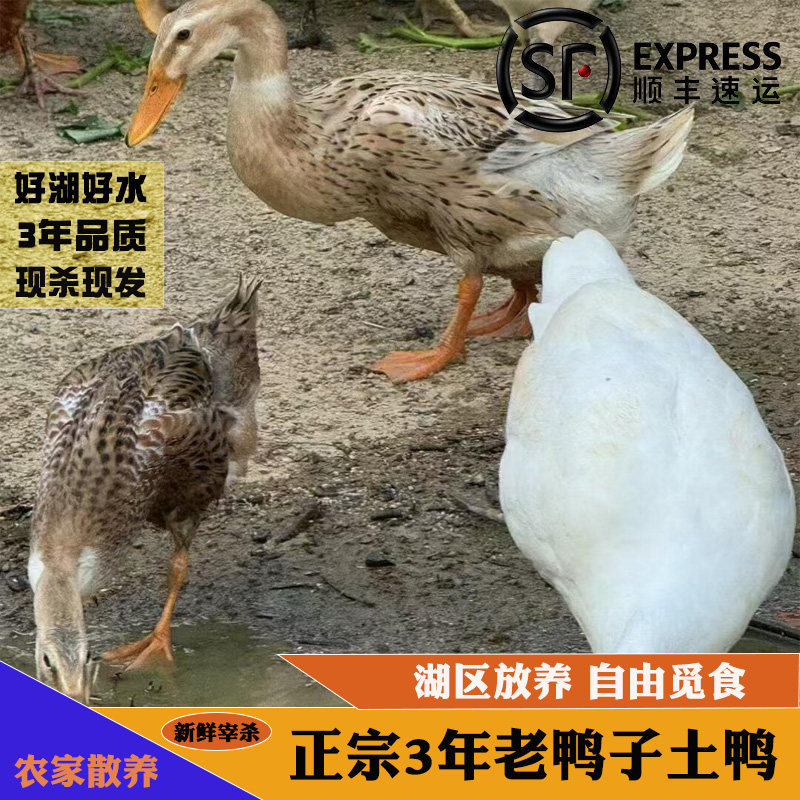 麻鸭现杀老鸭子土鸭农家散养新鲜五谷饲养整只发顺丰鸭肉新鲜,水产肉类/新鲜蔬果/熟食,鸭肉/鸭肉制品,淘宝优惠券,粉丝福利购,淘宝优惠卷