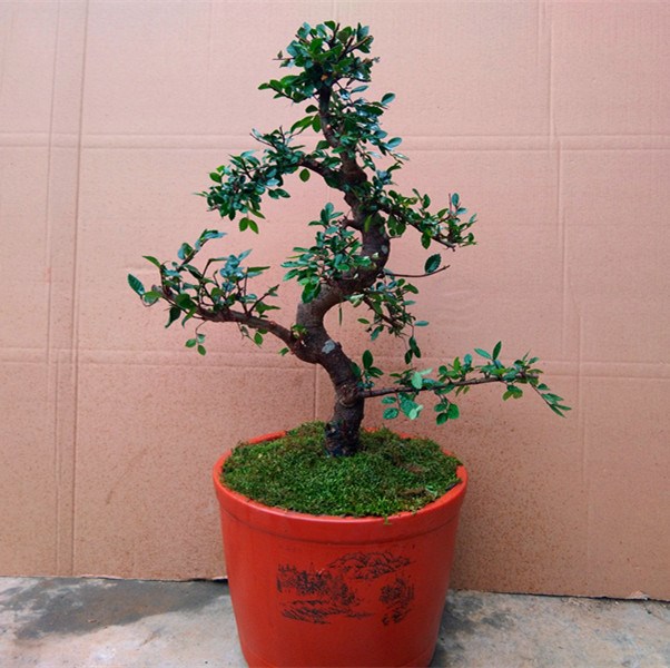 小叶榆树造型.榆树.榆树老桩小叶榆树造型盆景