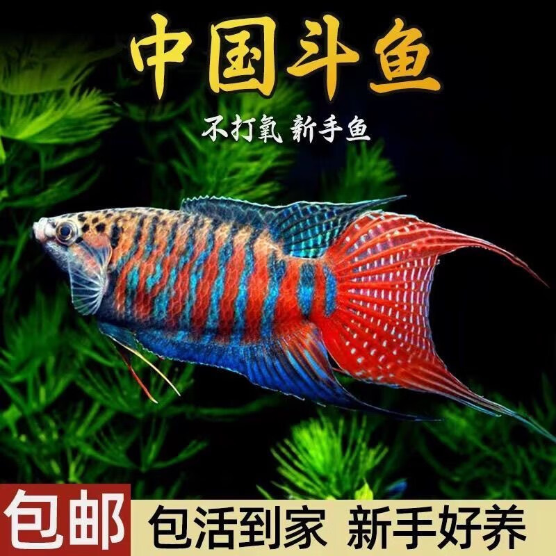 中国斗鱼活体活鱼冷水淡水观赏鱼好养耐养鱼小型巨普不用打氧国斗