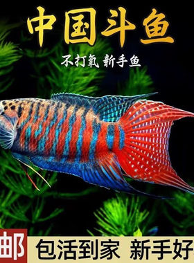 中国斗鱼不用打氧巨普国斗