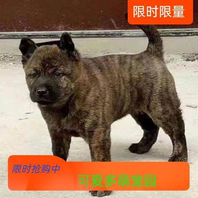 虎斑犬虎头狗狗活物小老虎正宗中华田园犬大头狩猎犬便宜小狗短毛