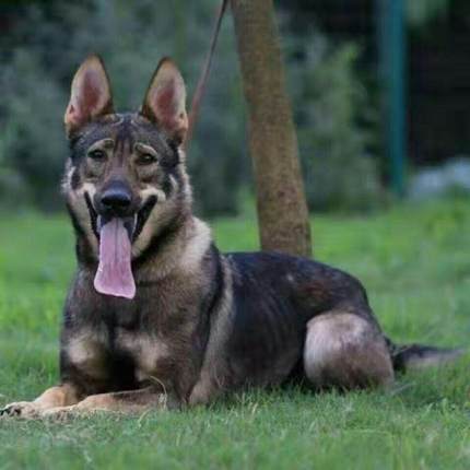 昆明犬幼犬大型犬看家护院狼狗幼崽宠物狗活体护卫犬警犬狼青幼犬